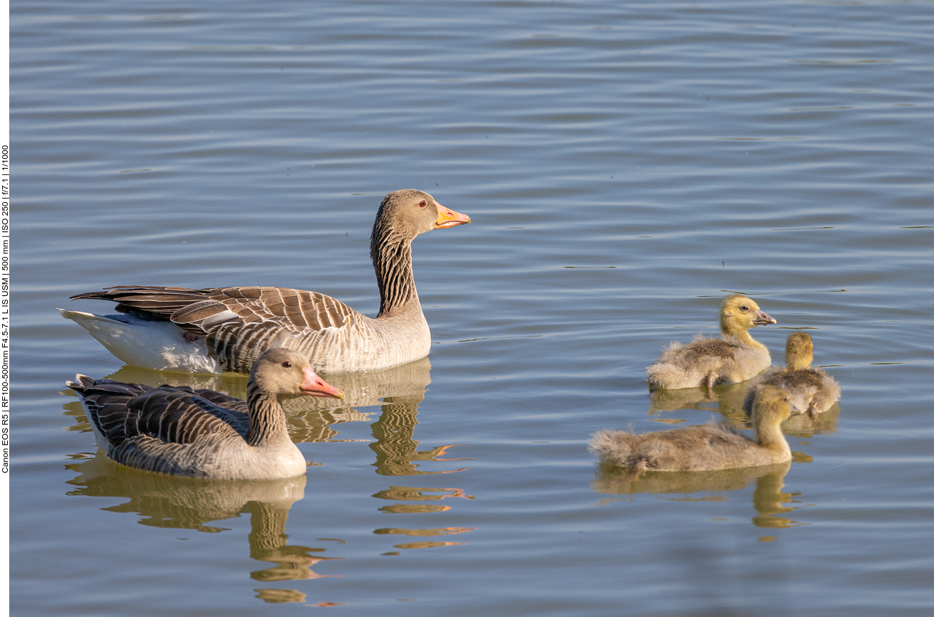 Graugänse mit Nachwuchs