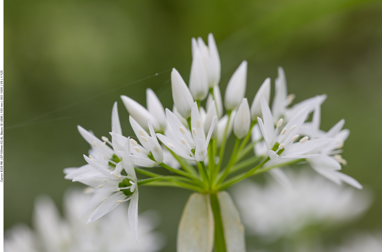 Bärlauchblüten