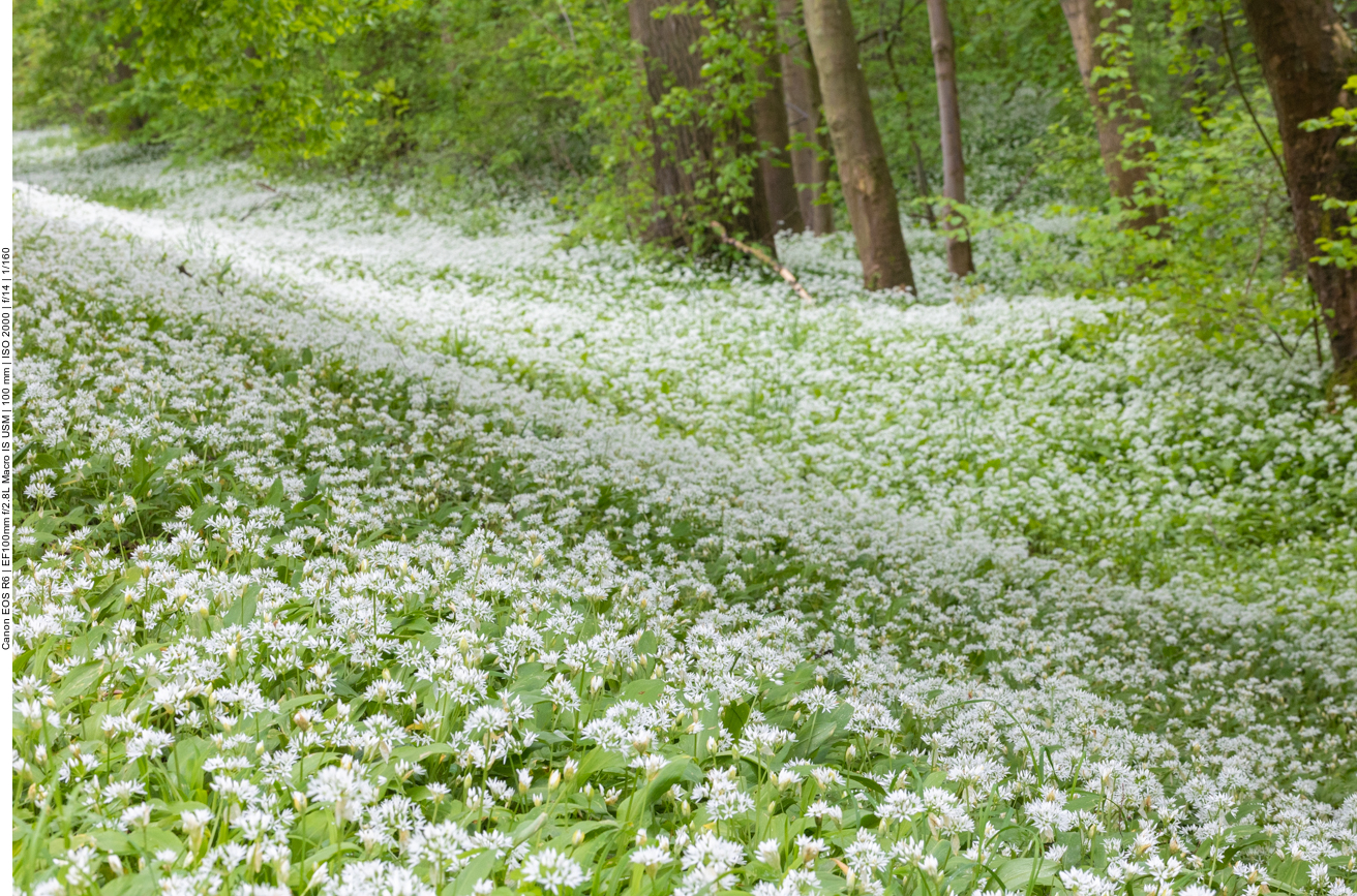 Ein Meer von Bärlauchblüten