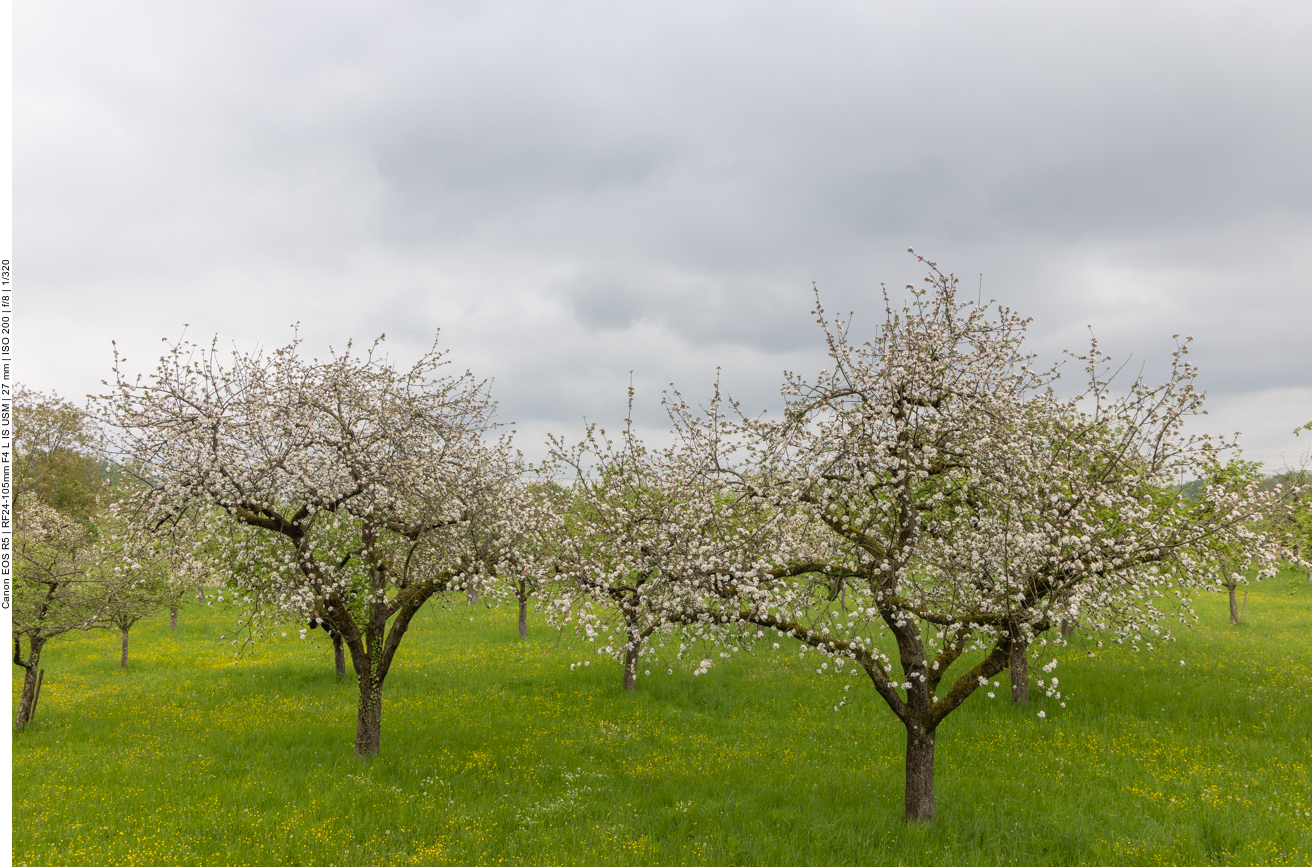 Streuobstwiesen