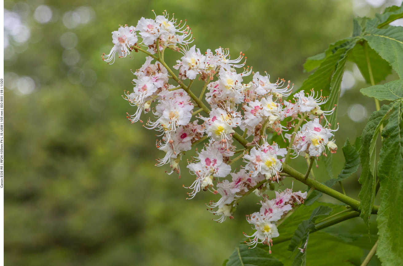Gewöhnliche Rosskastanie [Aesculus hippocastanum]