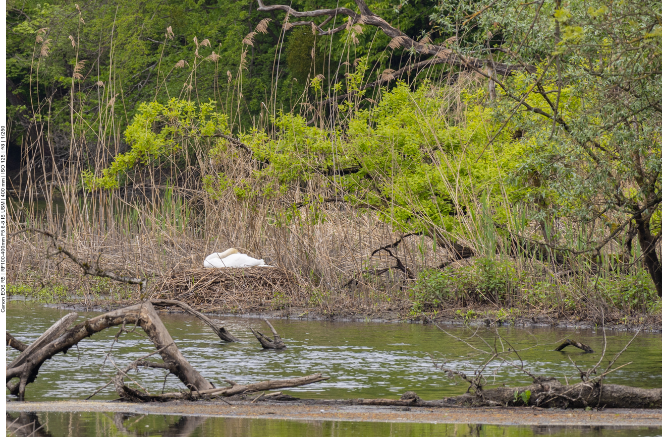 Schwan auf seinem Nest