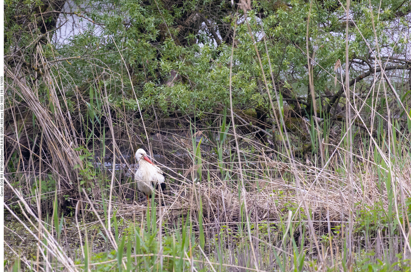 Weißstorch im Gebüsch