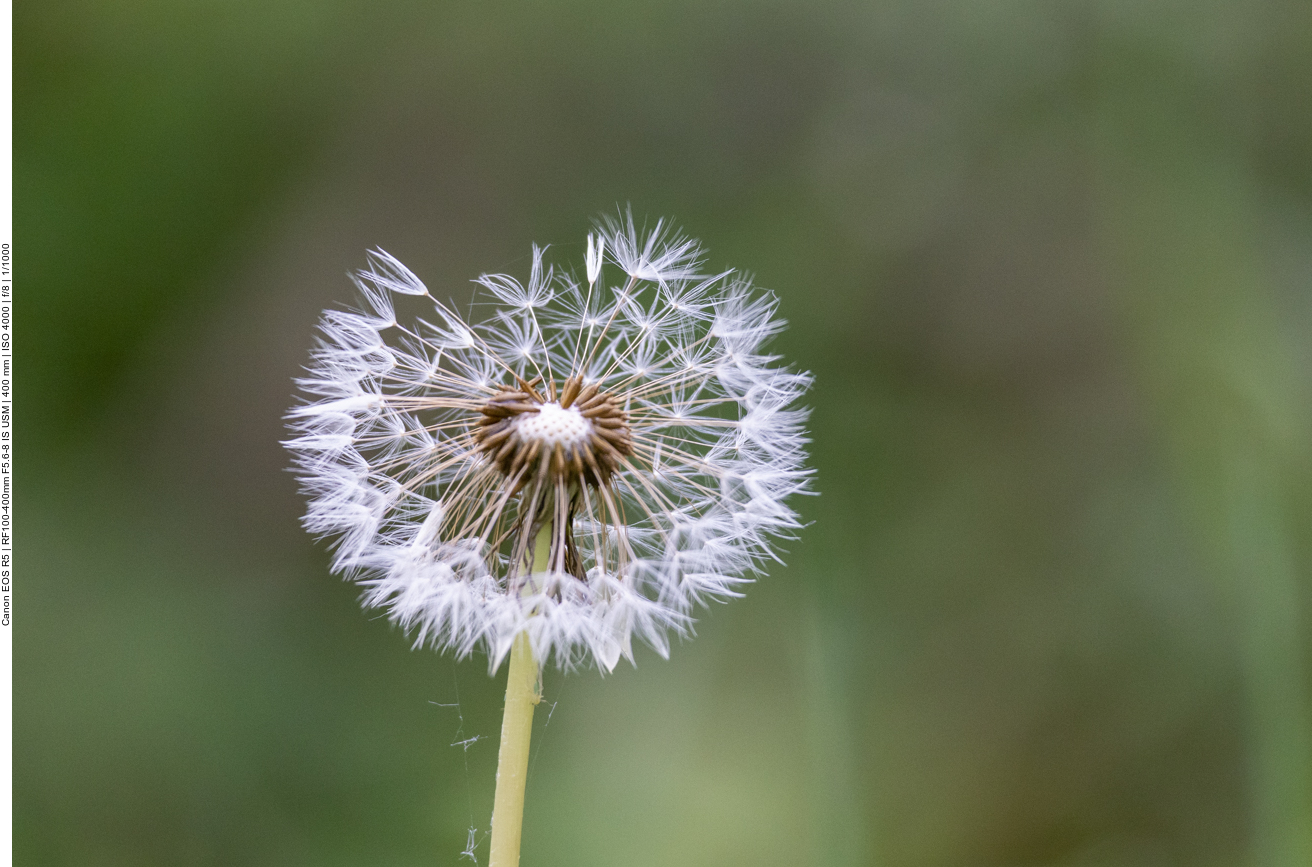 Wiesenlöwenzahn [Taraxacum officinale]