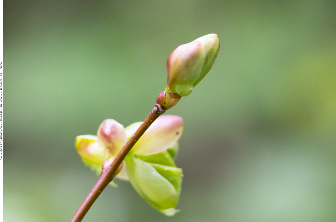 Blattknospe einer Winterlinde [Tilia cordata]