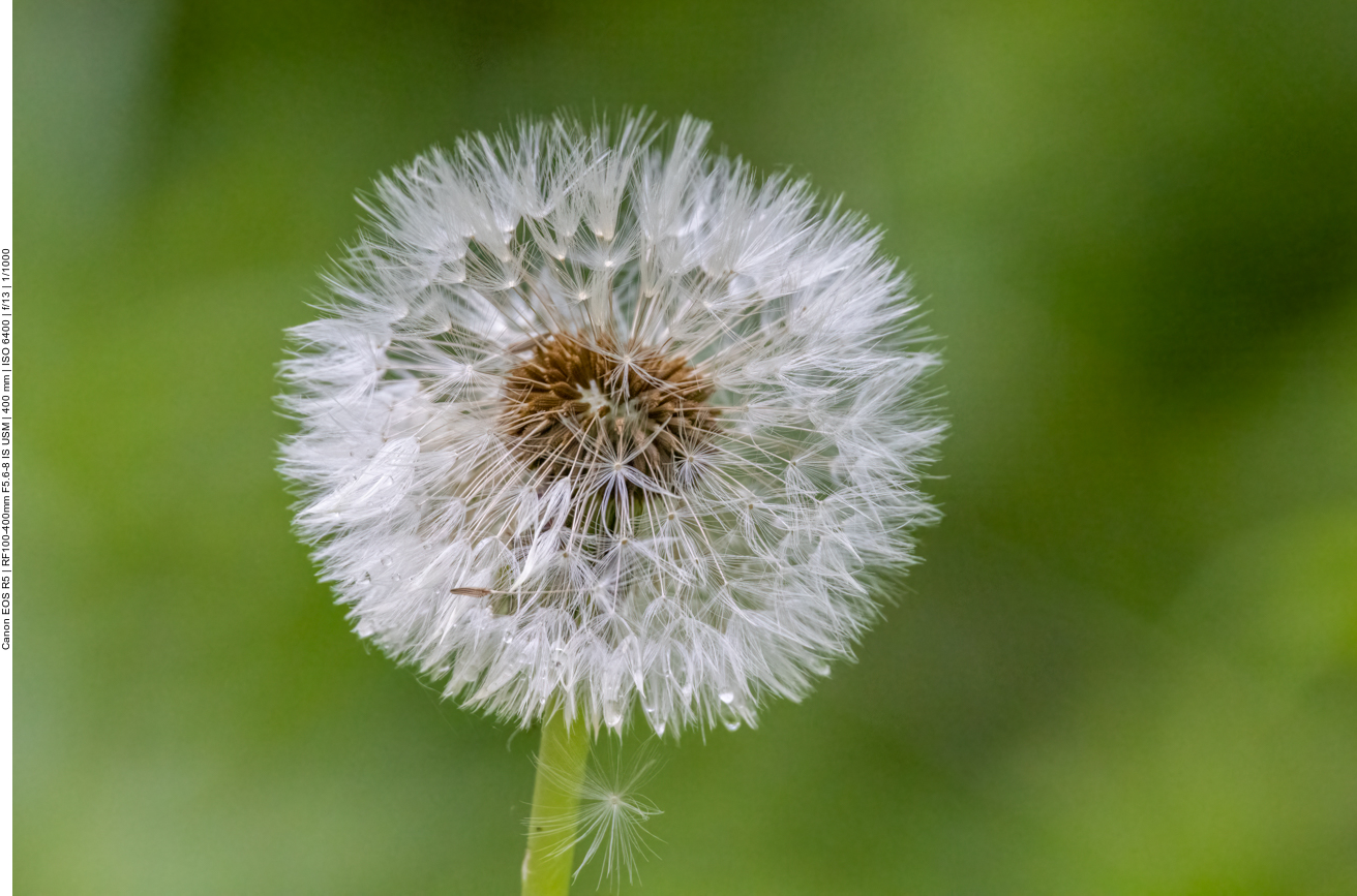 Wiesenlöwenzahn [Taraxacum officinale]