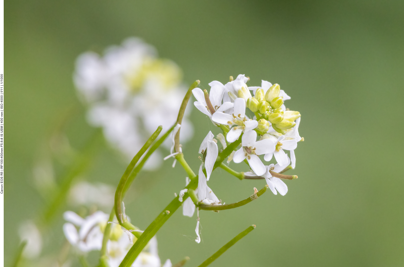 Knoblauchsrauke [Alliaria petiolata]