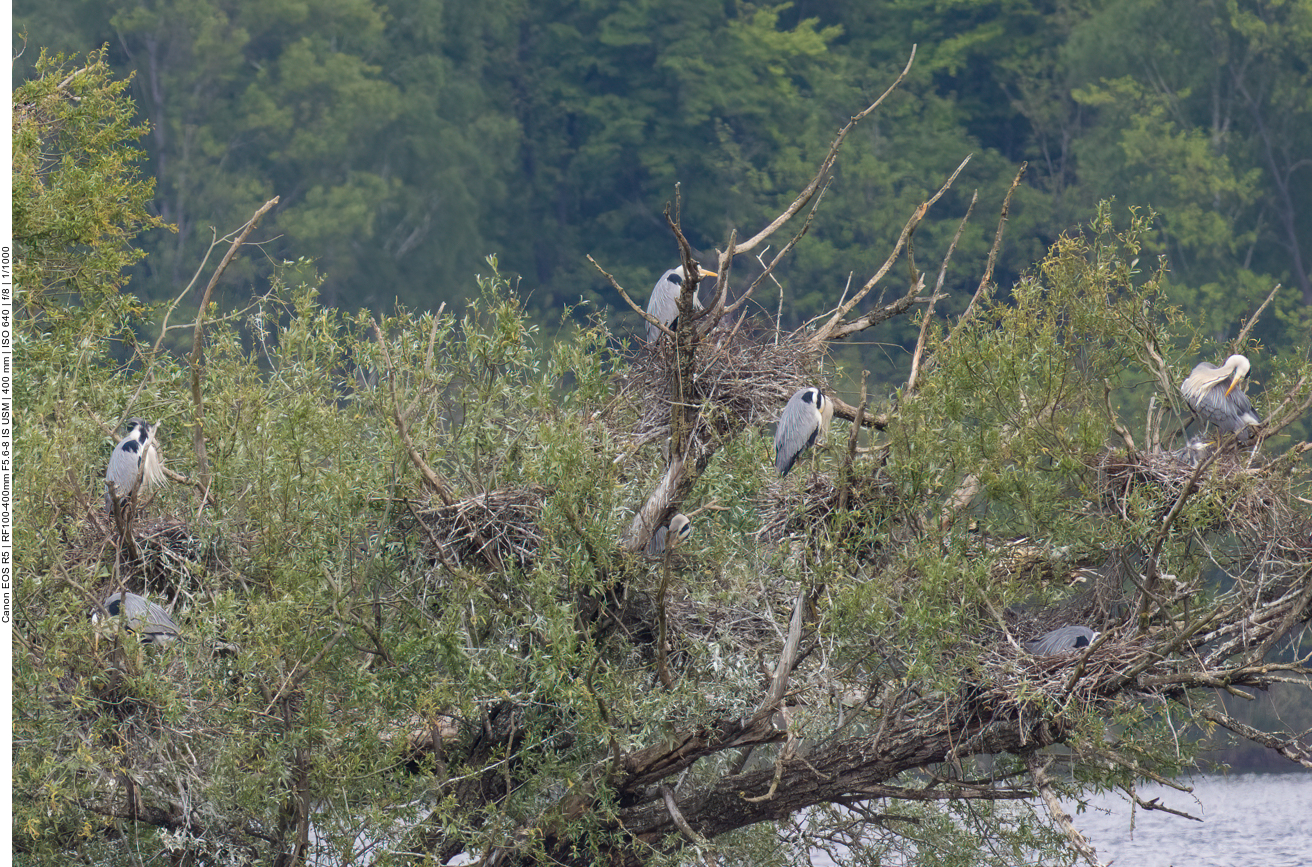 Graureiher-Kolonie von einer anderen Stelle
