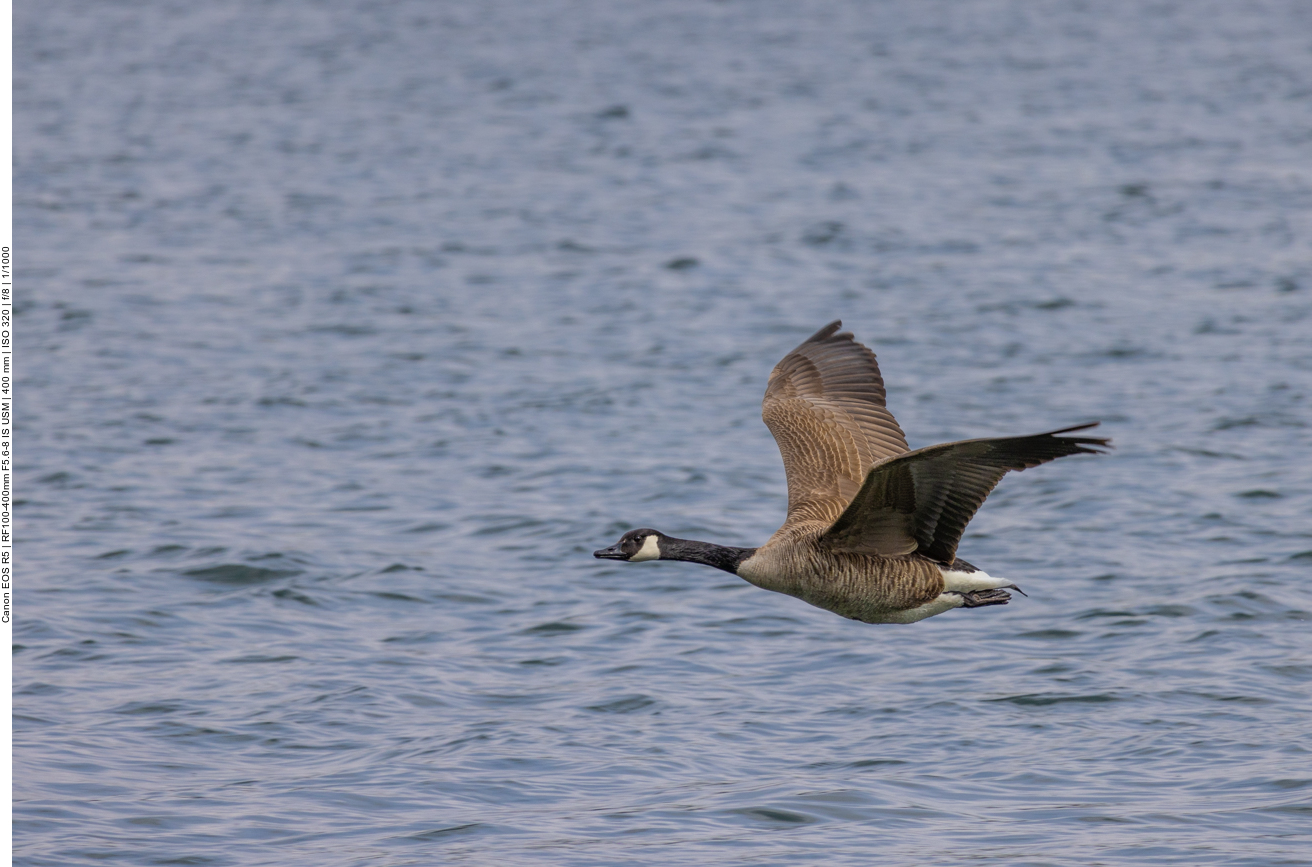 Kanadagans im Vorbeiflug