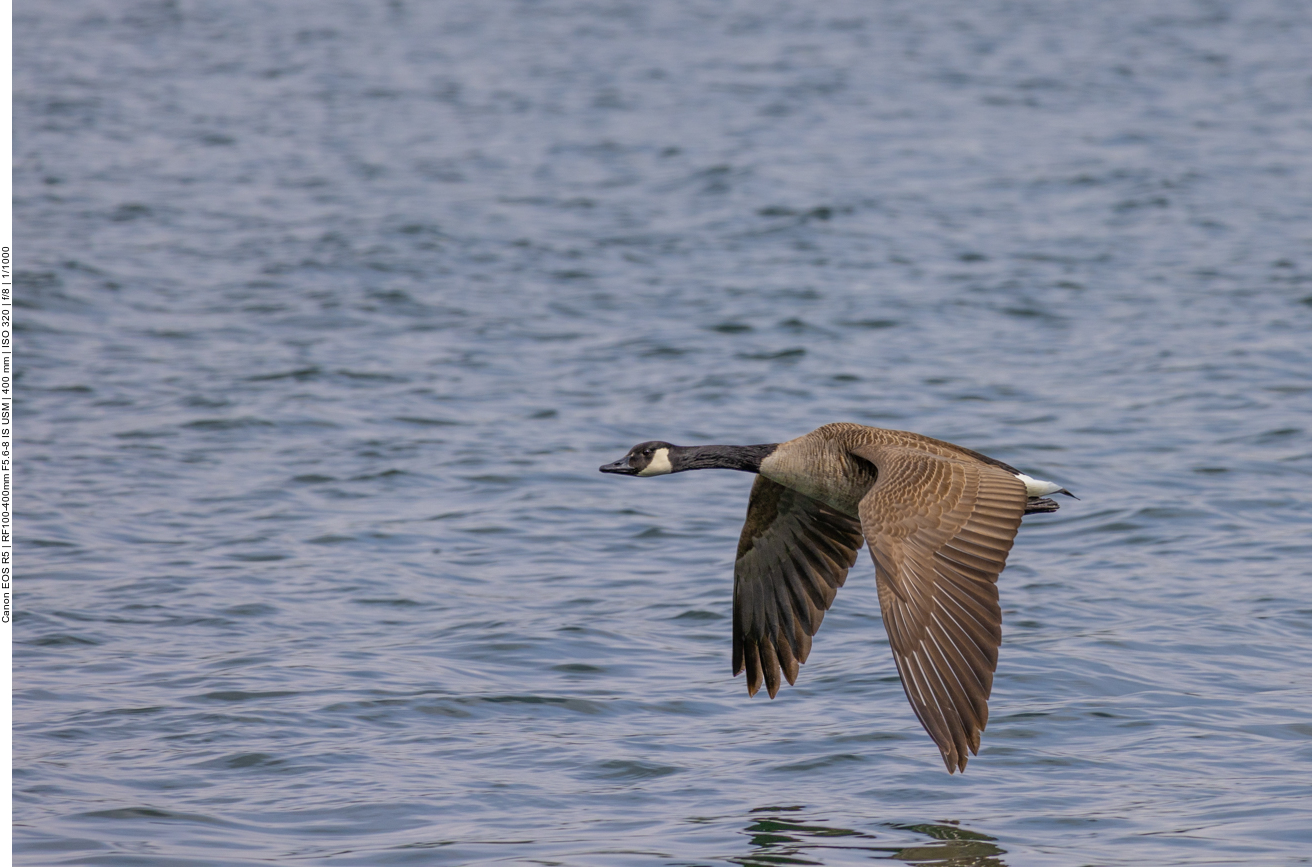 Kanadagans im Vorbeiflug