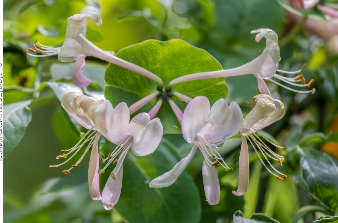 Gartengeißblatt [Lonicera caprifolium]
