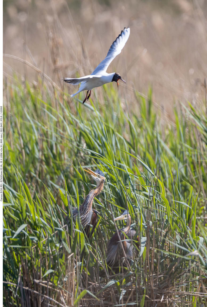 Purpur-Reiher werden von Lachmöwen attakiert