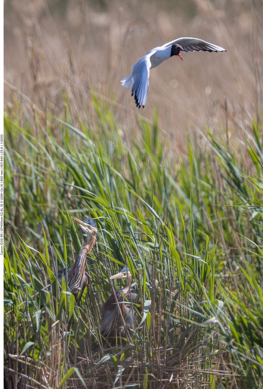 Purpur-Reiher werden von Lachmöwen attakiert