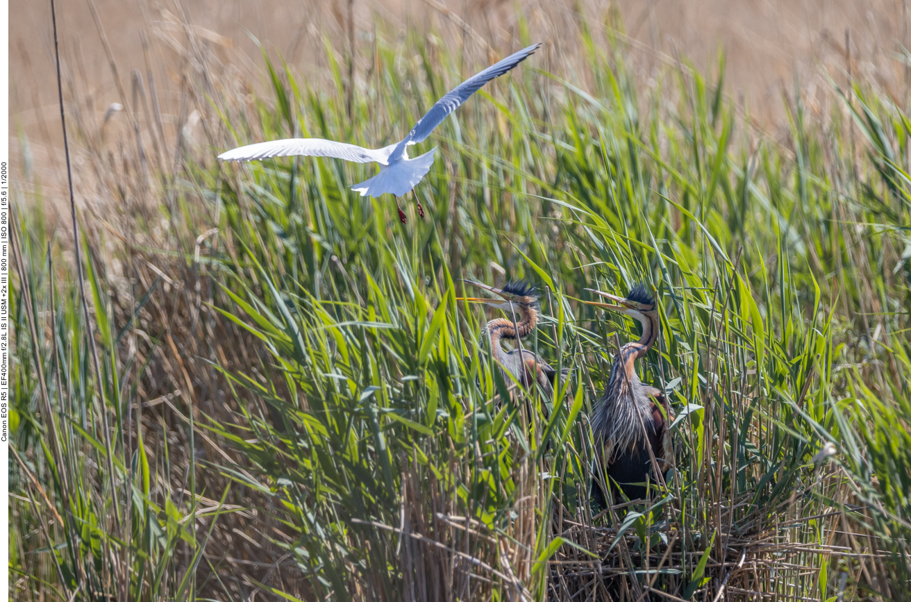 Purpur-Reiher werden von Lachmöwen attakiert