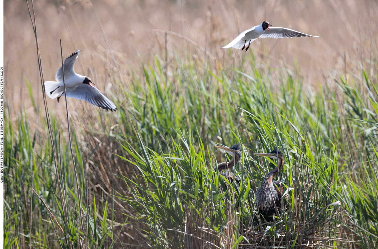 Purpur-Reiher werden von Lachmöwen attakiert
