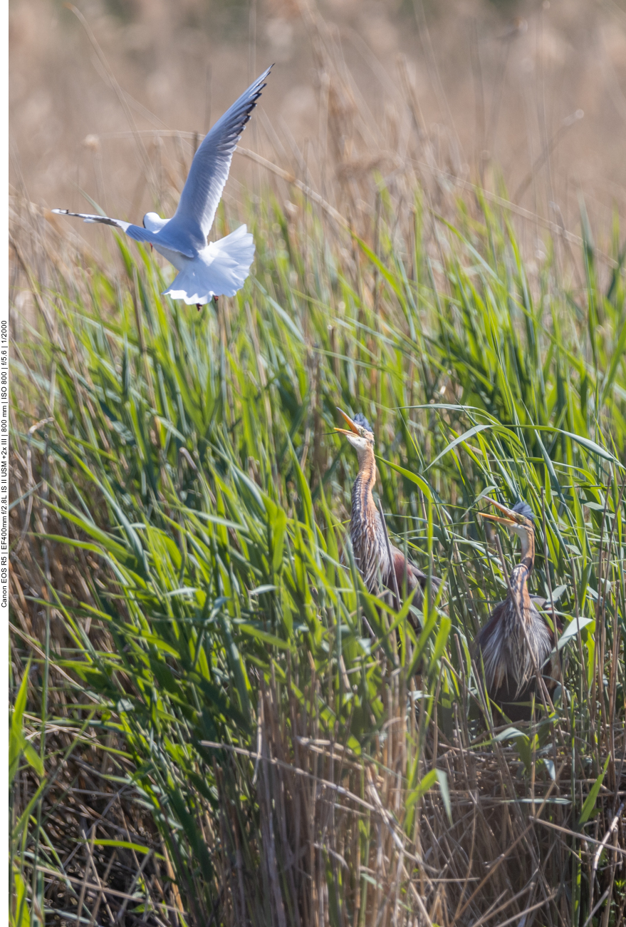 Purpur-Reiher werden von Lachmöwen attakiert