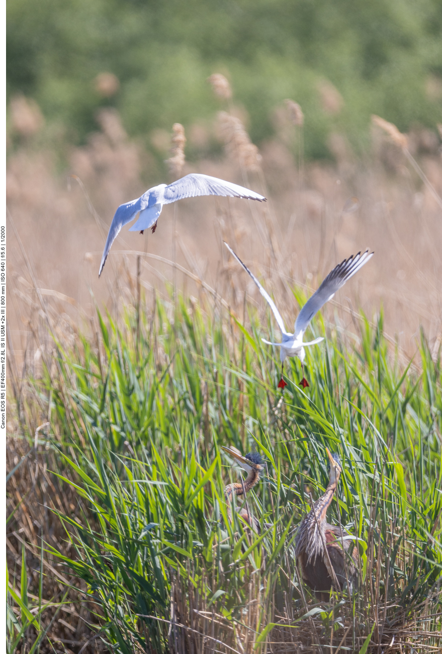 Purpur-Reiher werden von Lachmöwen attakiert
