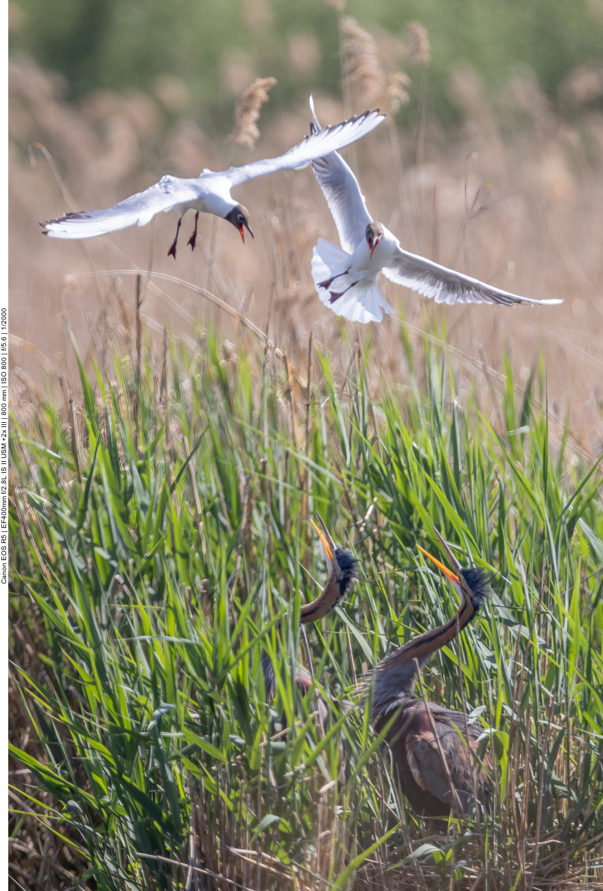 Graugans mit Nachwuchs