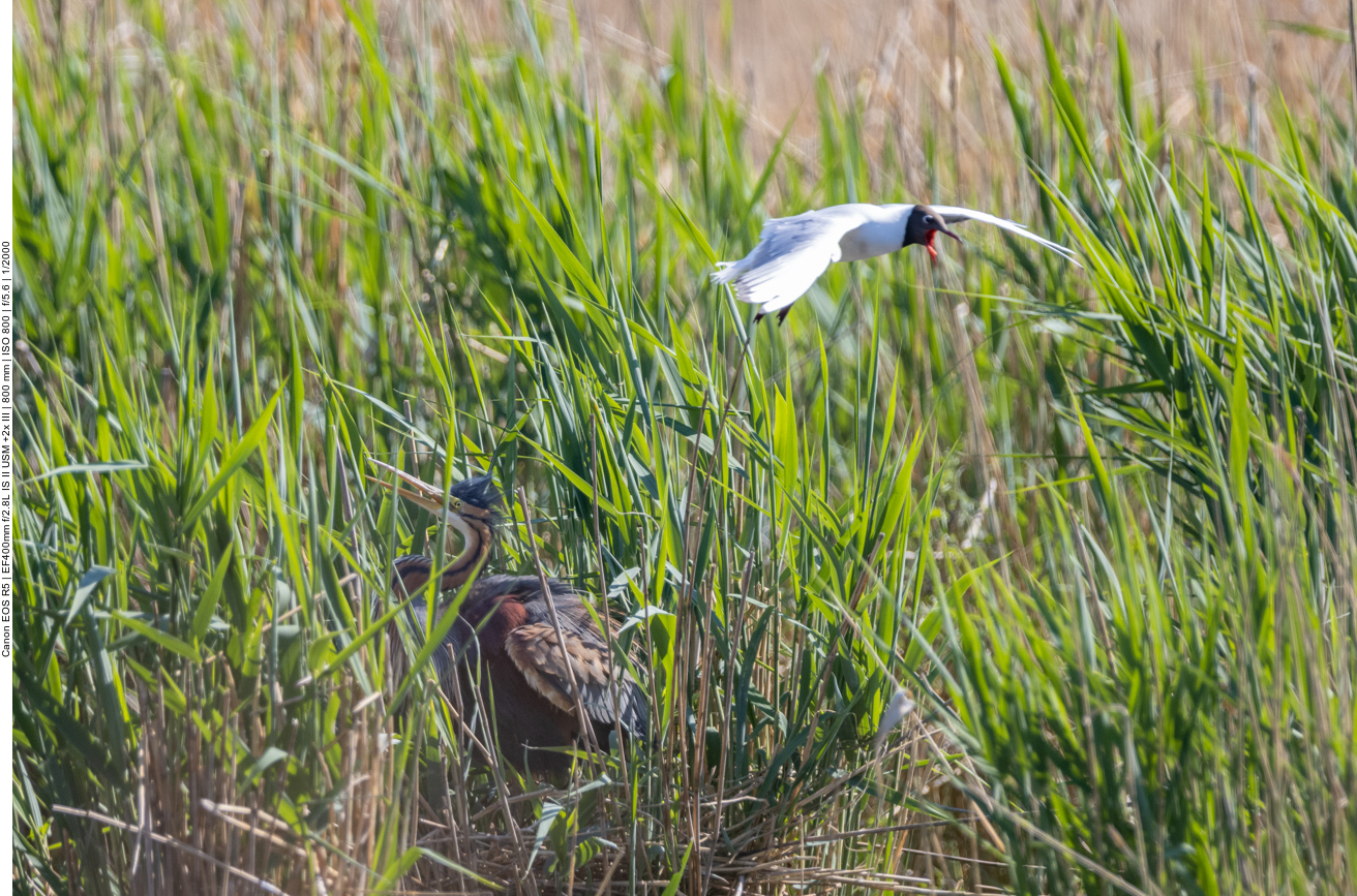 Purpur-Reiher werden von Lachmöwen attakiert