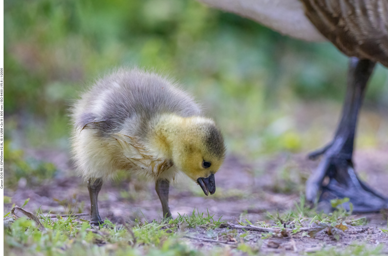 Küken von Kanadagänsen