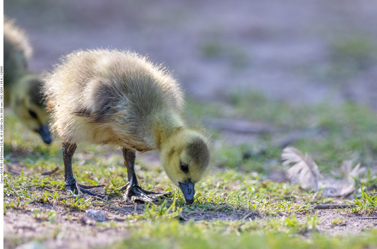 Küken von Kanadagänsen