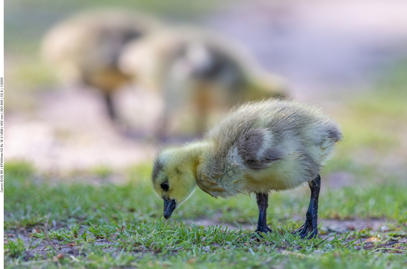 Küken von Kanadagänsen