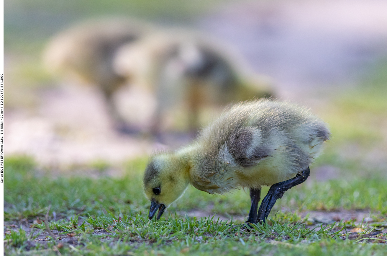 Küken von Kanadagänsen