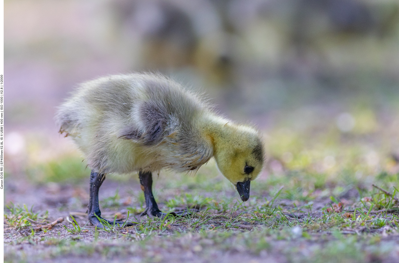 Küken von Kanadagänsen