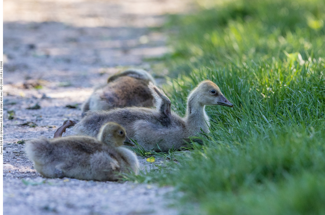 Ältere Graugansküken