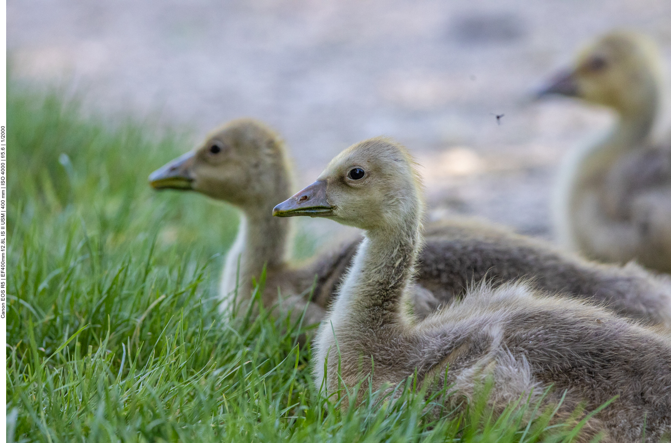 Ältere Graugansküken
