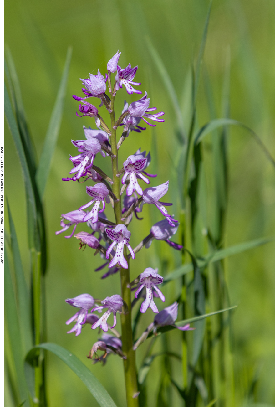 Helm-Knabenkraut [Orchis militaris] (Orchidee)