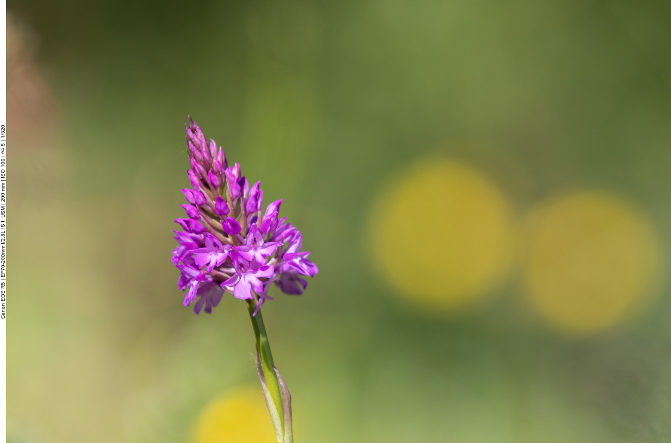 Pyramiden-Hundswurz [Anacamptis pyramidalis] (Orchidee)