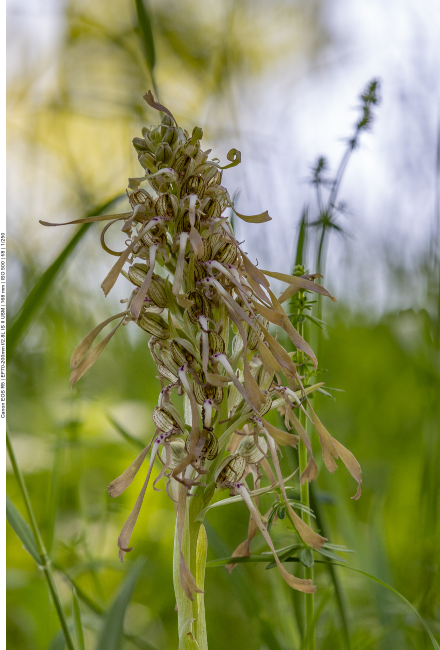 Bocks-Riemenzunge [Himantoglossum hircinum] (Orchidee)