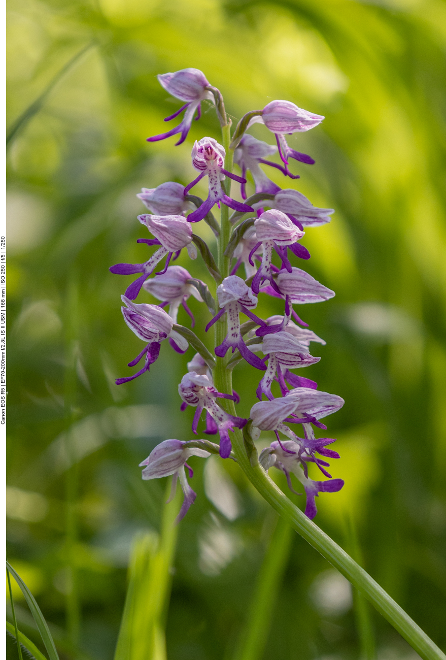 Helm-Knabenkraut [Orchis militaris] (Orchidee)