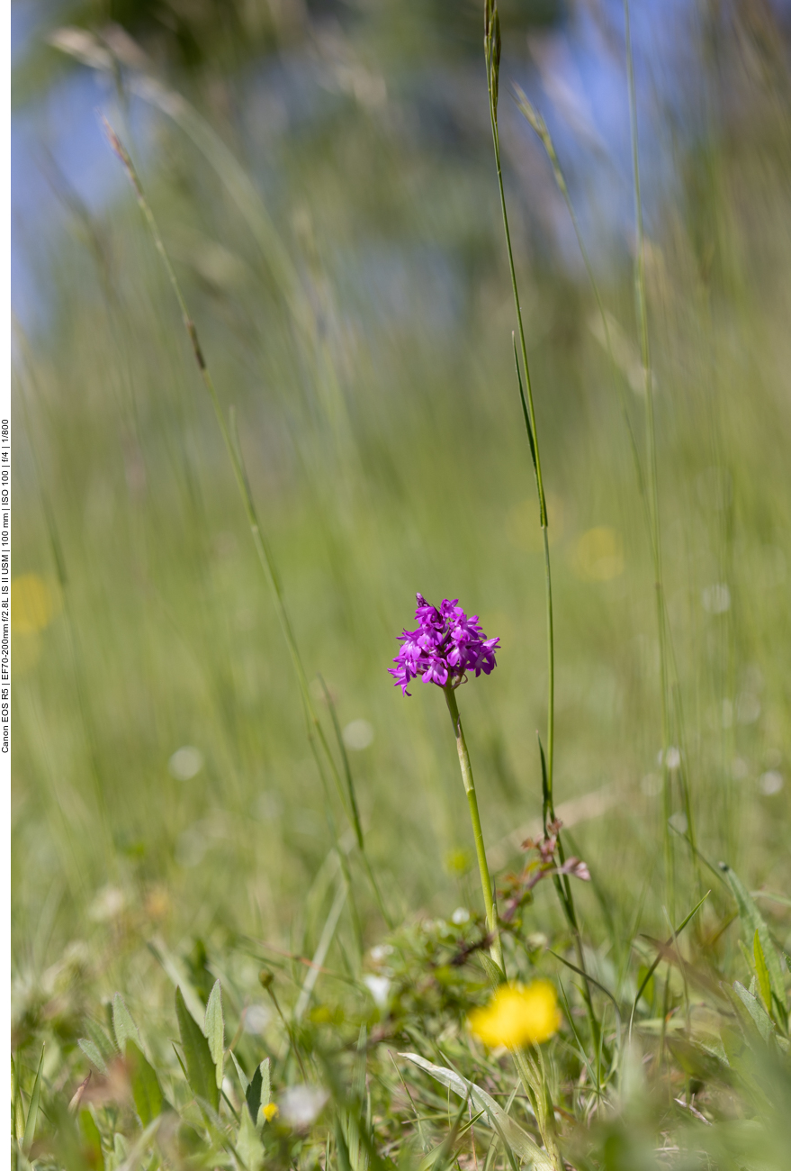 Pyramiden-Hundswurz [Anacamptis pyramidalis] (Orchidee)