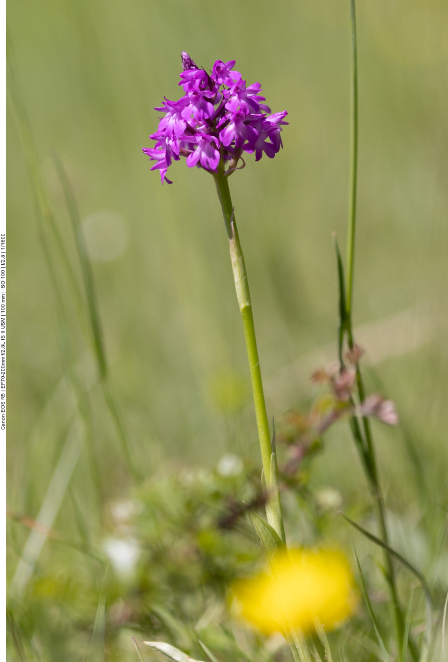 Buschwindröschen [Anemone nemorosa]