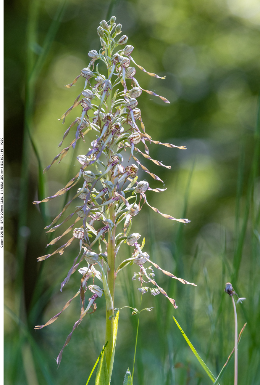 Bocks-Riemenzunge [Himantoglossum hircinum] (Orchidee)
