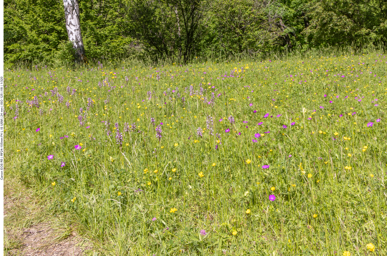Orchideenwiese