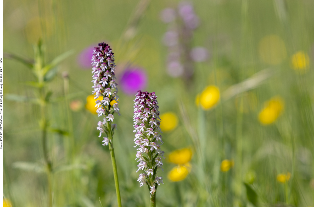 Brand-Knabenkraut [Neotinea ustulata] (Orchidee)