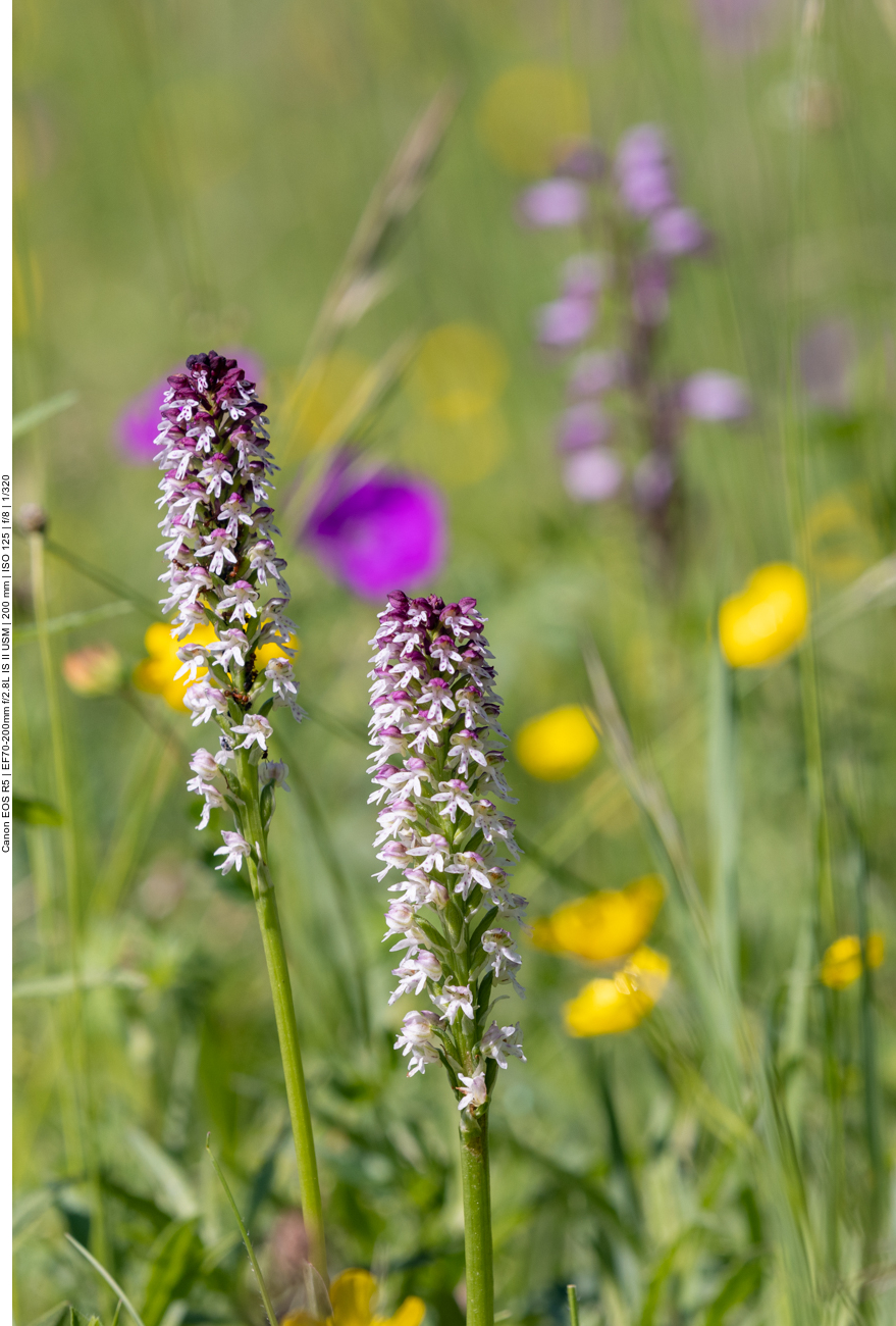 Brand-Knabenkraut [Neotinea ustulata] (Orchidee)