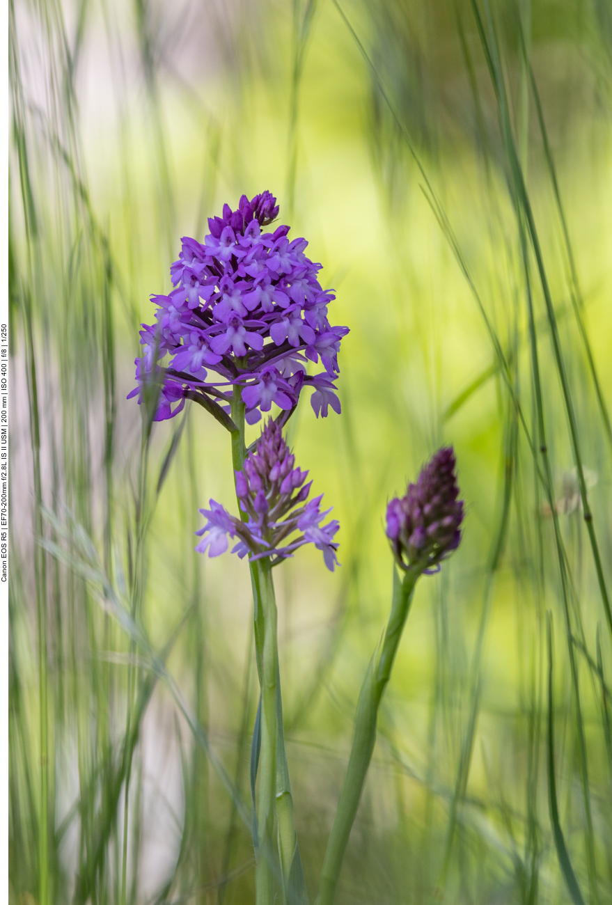 Pyramiden-Hundswurz [Anacamptis pyramidalis] (Orchidee)