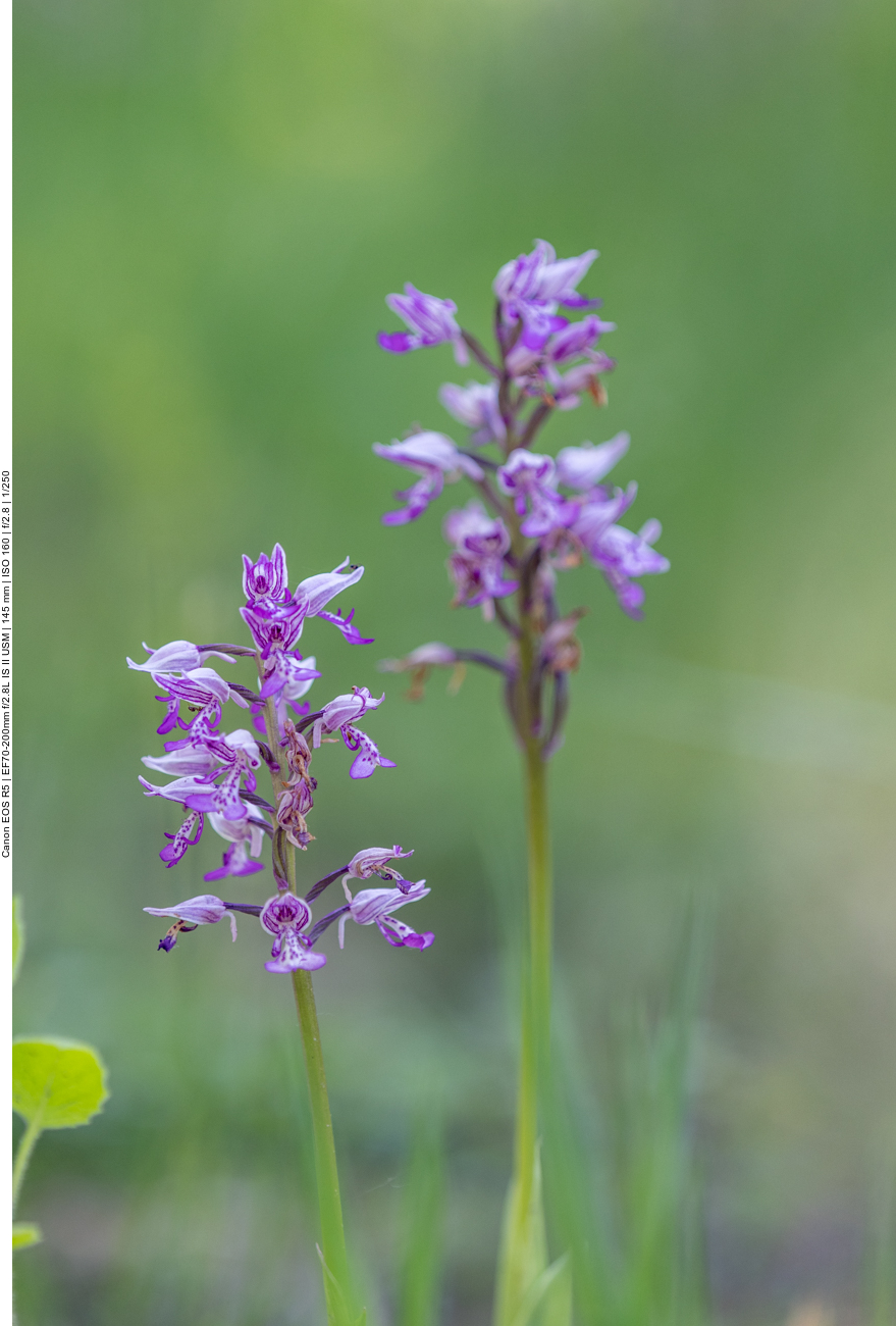 Helm-Knabenkraut [Orchis militaris] (Orchidee)