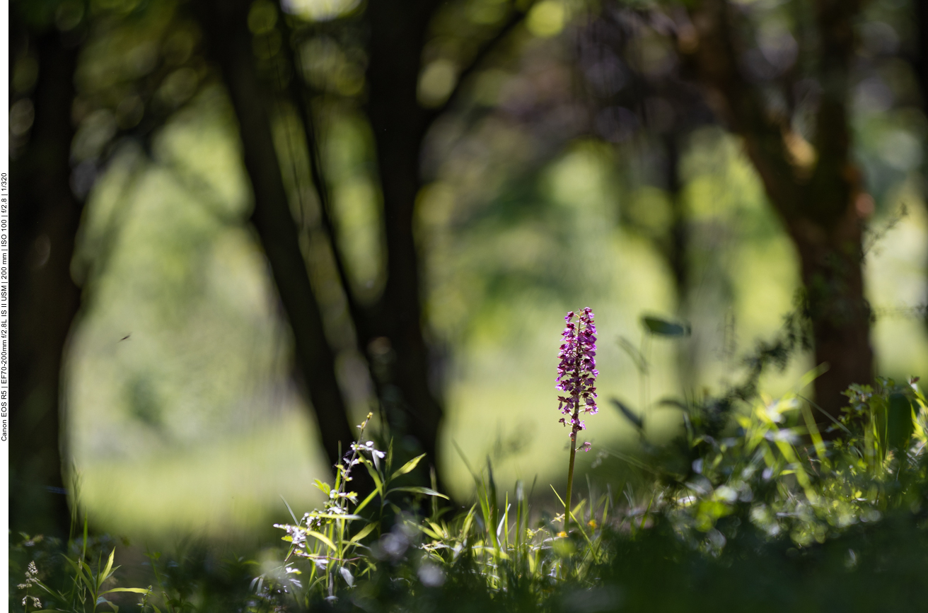 Knabenkraut (Orchidee)
