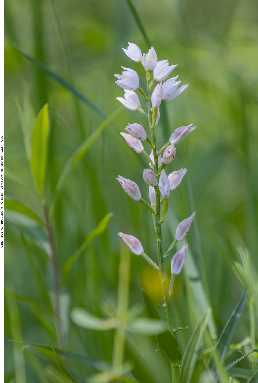 Weißes Waldvöglein [Cephalanthera damasonium] (Orchidee)