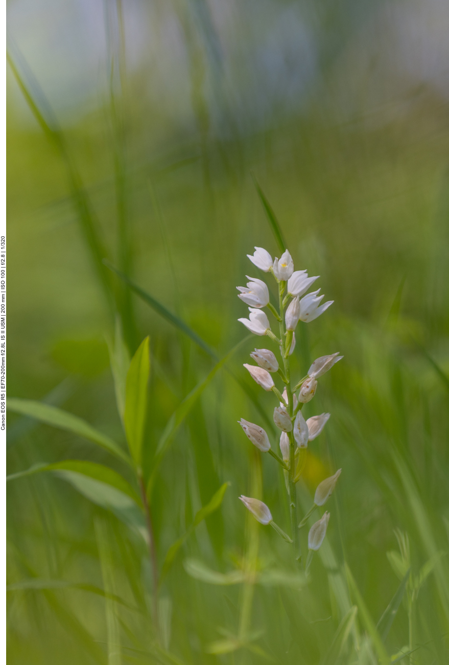 Weißes Waldvöglein [Cephalanthera damasonium] (Orchidee)