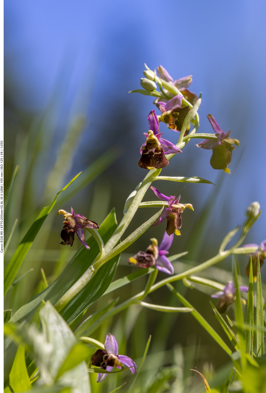 Hummel-Ragwurz [Ophrys holoserica] (Orchidee)