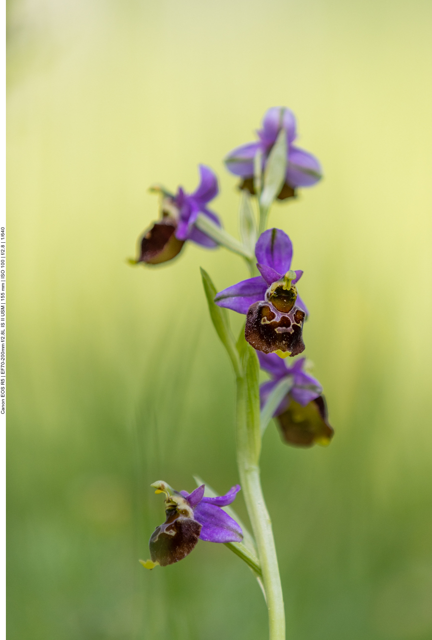 Hummel-Ragwurz [Ophrys holoserica] (Orchidee)