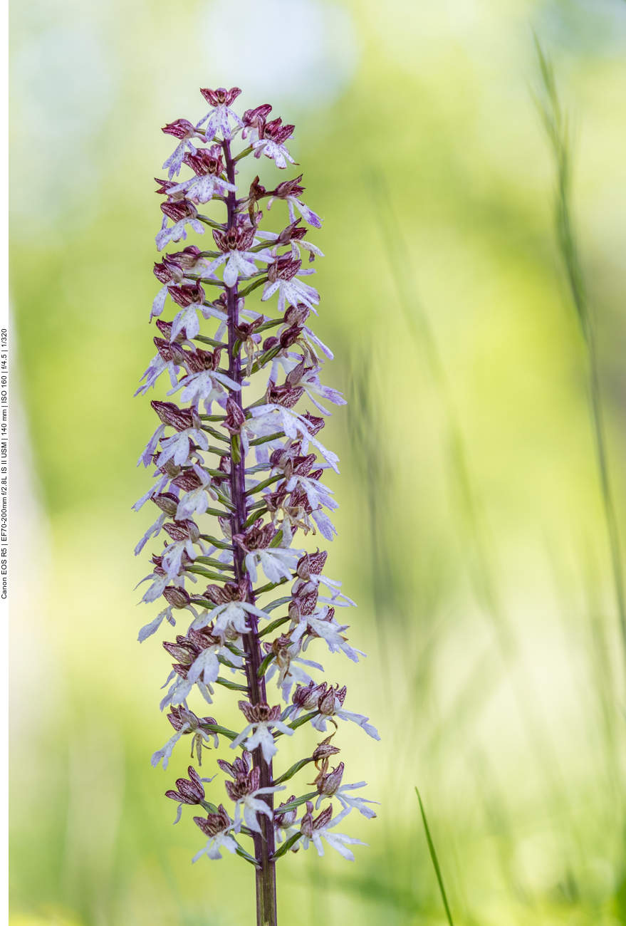 Purpur-Knabenkraut [Orchis purpurea] (Orchidee)
