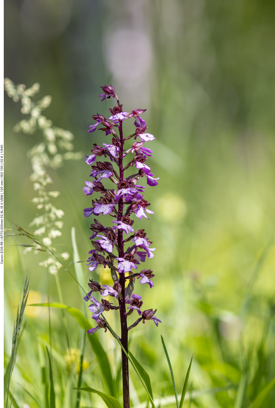 Purpur-Knabenkraut [Orchis purpurea] (Orchidee)