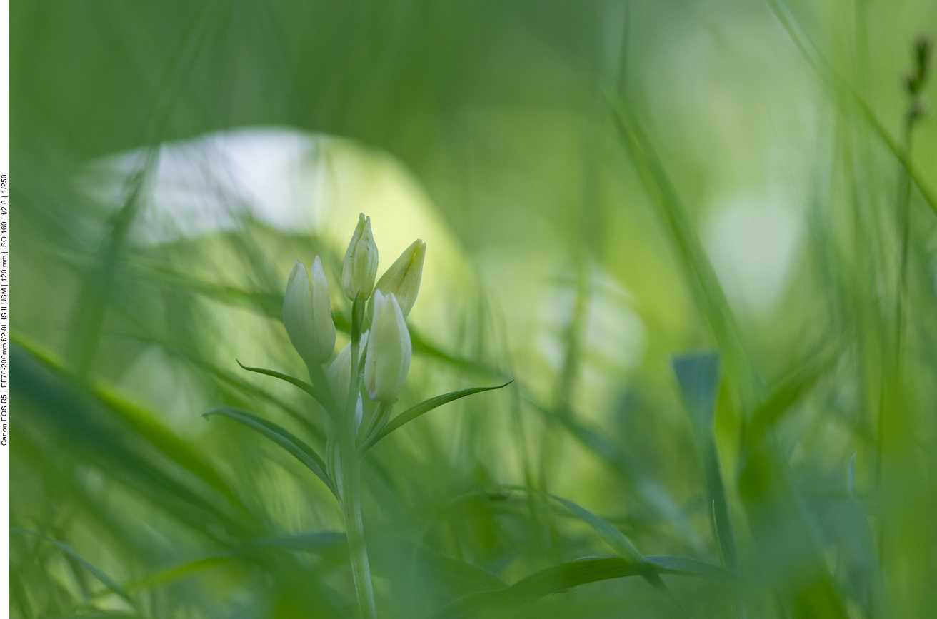 Weißes Waldvöglein [Cephalanthera damasonium] (Orchidee)